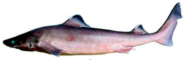 Centrophorus uyato_0223.jpg